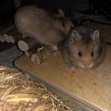 Goldhamster Hamsterhilfe Südwest Pflegestelle Brucköbel