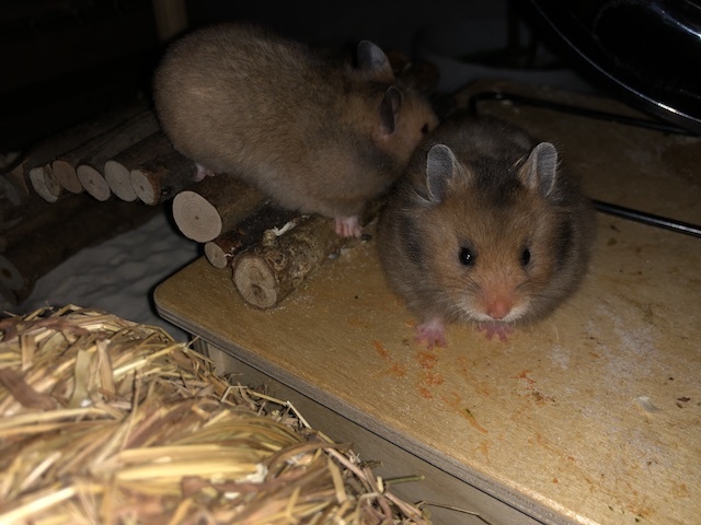 Goldhamster Hamsterhilfe Südwest Pflegestelle Brucköbel
