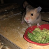 Goldhamster Hamsterhilfe Südwest Pflegestelle Brucköbel