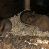 Goldhamster Hamsterhilfe Südwest Pflegestelle Brucköbel