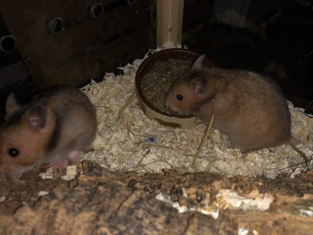 Goldhamster Hamsterhilfe Südwest Pflegestelle Brucköbel