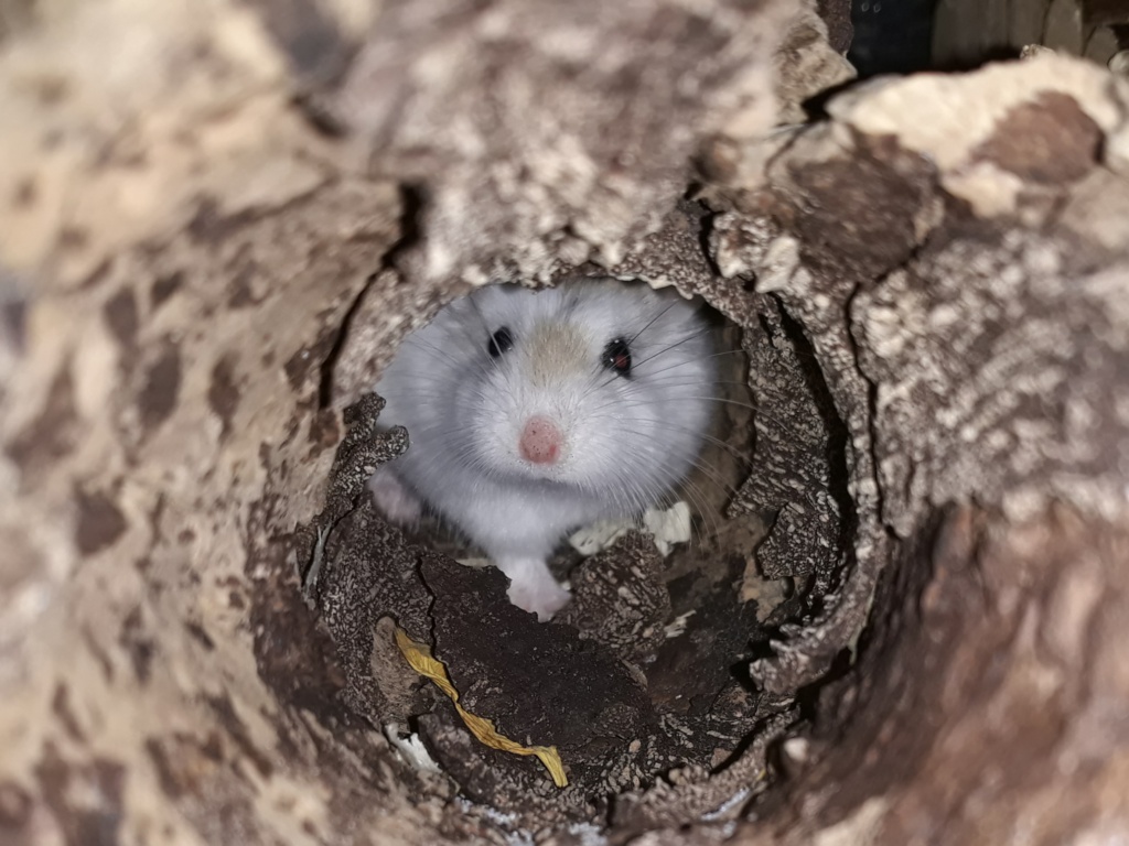 Hamsterhilfe Südwest Zwerghamster