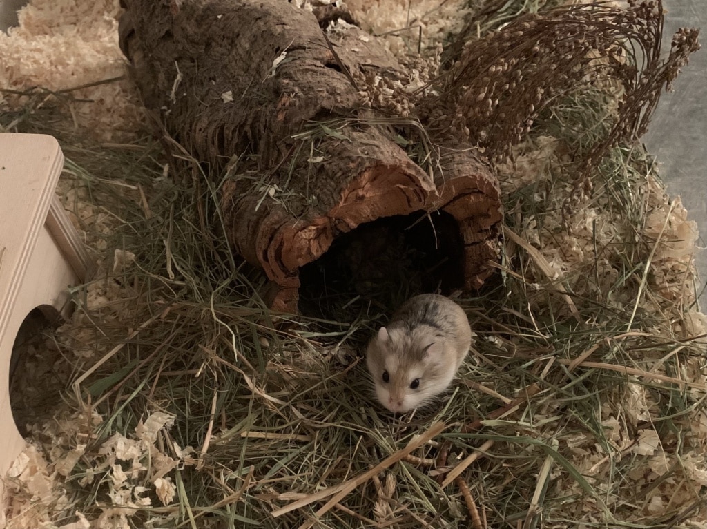 Hamsterhilfe Südwest Cherry