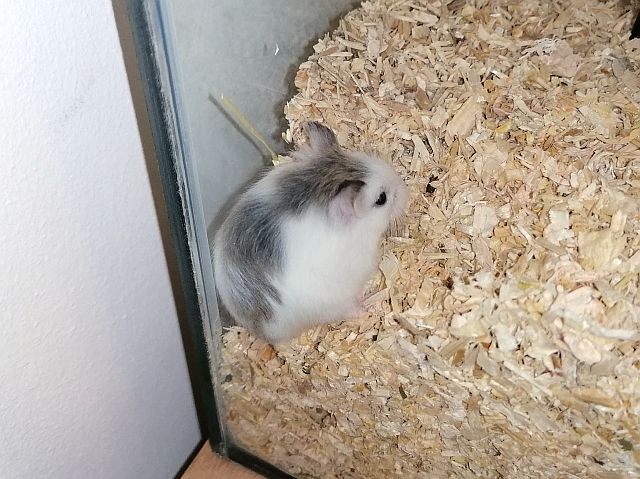 Hamsterhilfe Südwest