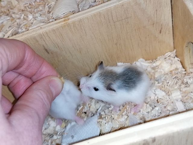 Hamsterhilfe Südwest