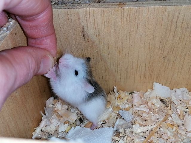 Hamsterhilfe Südwest