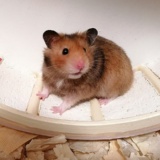 Hamsterhilfe Südwest