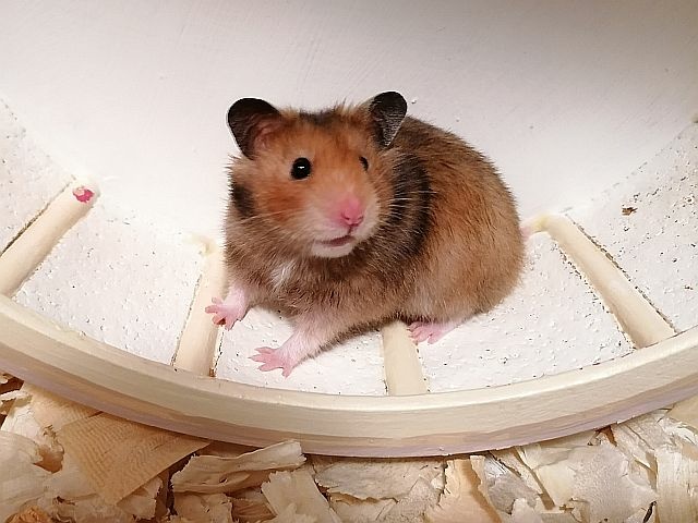 Hamsterhilfe Südwest