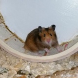 Hamsterhilfe Südwest