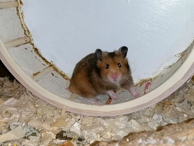 Hamsterhilfe Südwest
