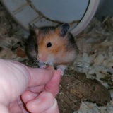 Hamsterhilfe Südwest