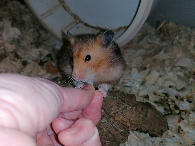 Hamsterhilfe Südwest