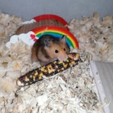 Hamsterhilfe Südwest