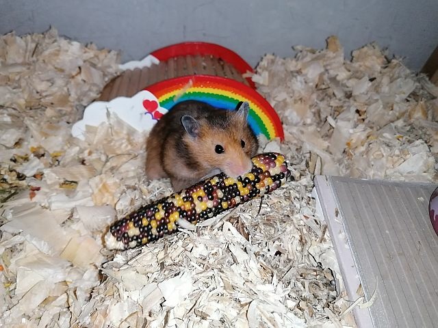 Hamsterhilfe Südwest