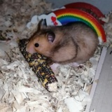 Hamsterhilfe Südwest