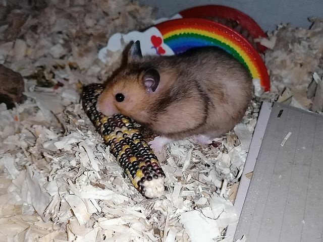 Hamsterhilfe Südwest