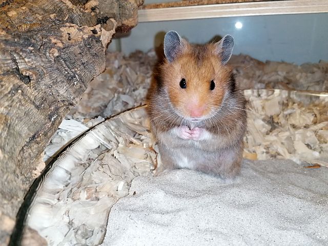 Hamsterhilfe Südwest