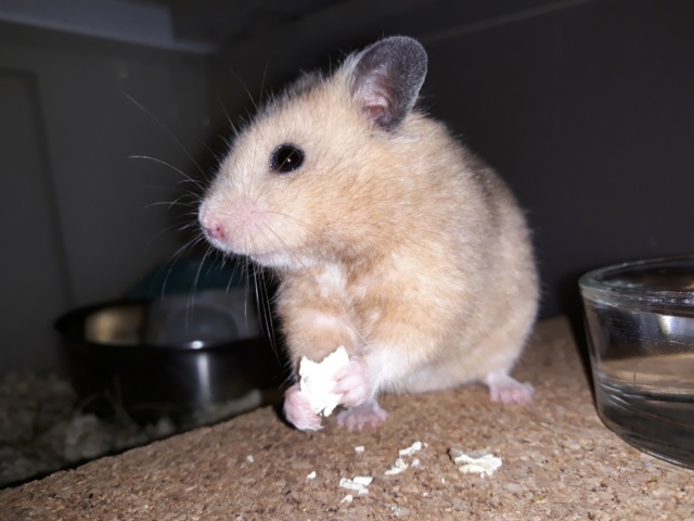 Hamsterhilfe Südwest Goldhamster