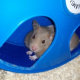 Hamsterhilfe Südwest Goldhamster