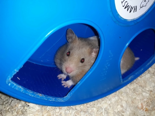 Hamsterhilfe Südwest Goldhamster