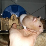 Hamsterhilfe Südwest Goldhamster