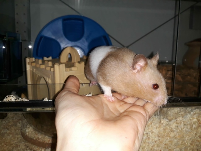 Hamsterhilfe Südwest Goldhamster
