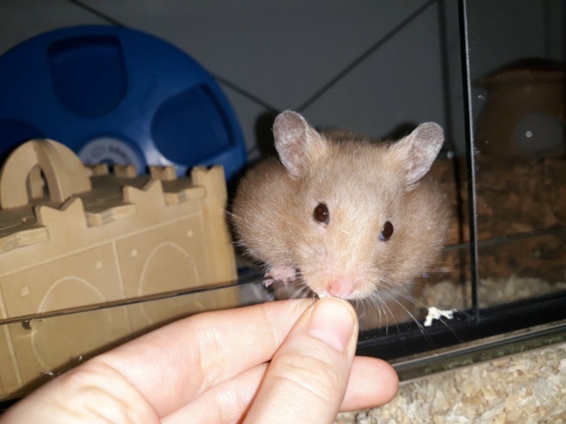 Hamsterhilfe Südwest Goldhamster