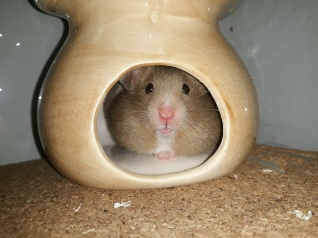 Hamsterhilfe Südwest Goldhamster