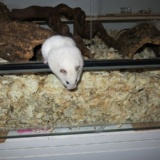 Hamsterhilfe Südwest Goldhamster Ivory Banded