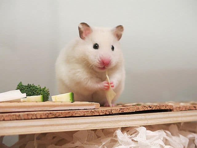 Hamsterhilfe Südwest Galodhamster Ivory Banded frisst Frischfutter
