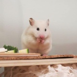 Hamsterhilfe Südwest Goldhamster Ivory Banded
