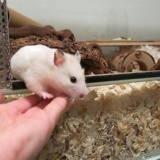 Hamsterhilfe Südwest Goldhamster Ivory Banded