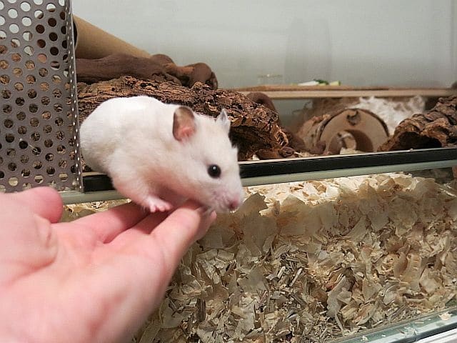 Hamsterhilfe Südwest Goldhamster Ivory Banded