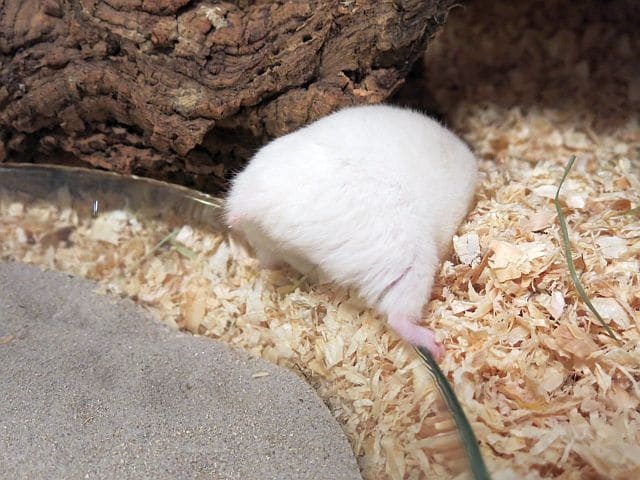 Hamsterhilfe Südwest Goldhamster Ivory Banded
