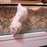 Hamsterhilfe Südwest Goldhamster Ivory Banded
