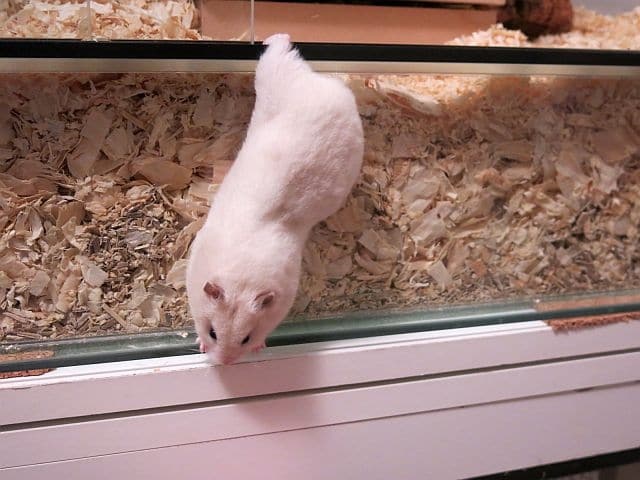 Hamsterhilfe Südwest Goldhamster Ivory Banded