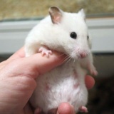 Hamsterhilfe Südwest Goldhamster Ivory Banded