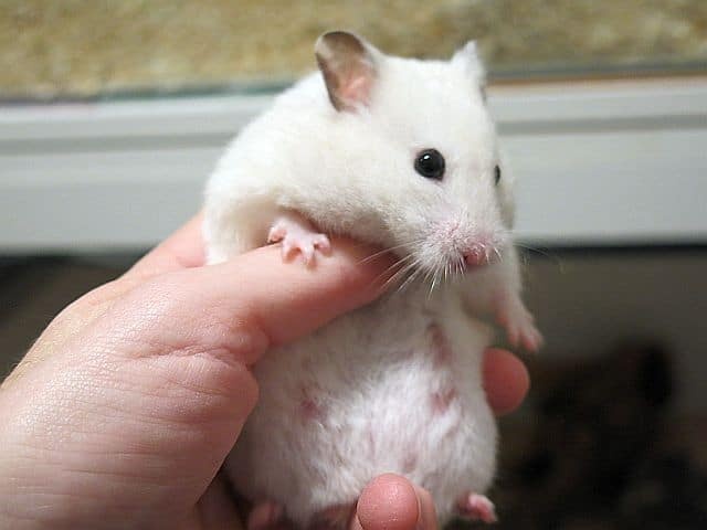 Hamsterhilfe Südwest Goldhamster Ivory Banded