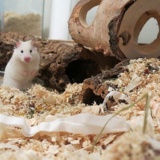 Hamsterhilfe Südwest Goldhamster Ivory Banded