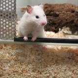 Hamsterhilfe Südwest Goldhamster Ivory Banded