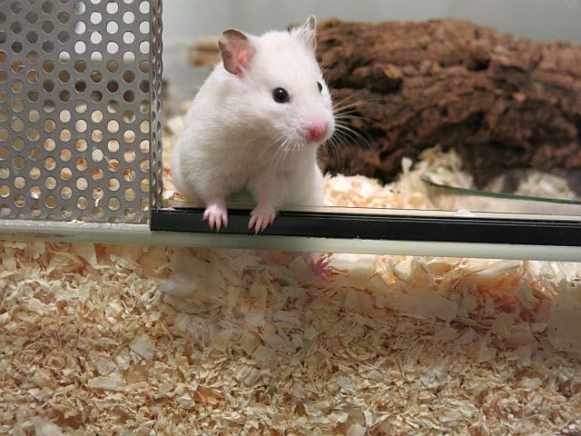 Hamsterhilfe Südwest Goldhamster Ivory Banded