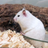 Hamsterhilfe Südwest Goldhamster Ivory Banded