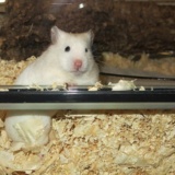 Hamsterhilfe Südwest Goldhamster Ivory Banded