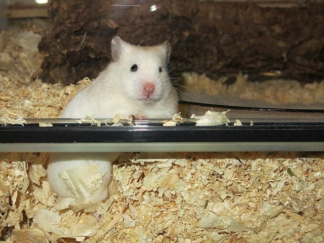 Hamsterhilfe Südwest Goldhamster Ivory Banded