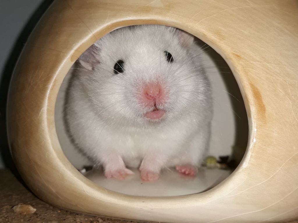 Hamsterhilfe Südwest Goldhamster