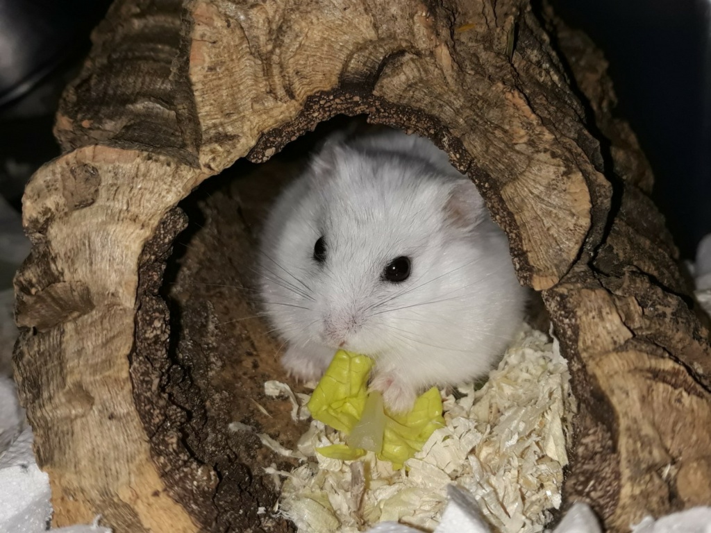 Hamsterhilfe Südwest Zwerghamster
