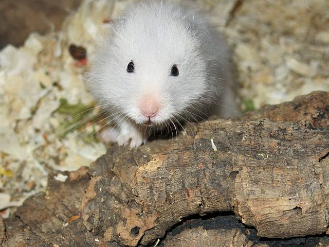 Hamsterhilfe Südwest heller Teddyhamster