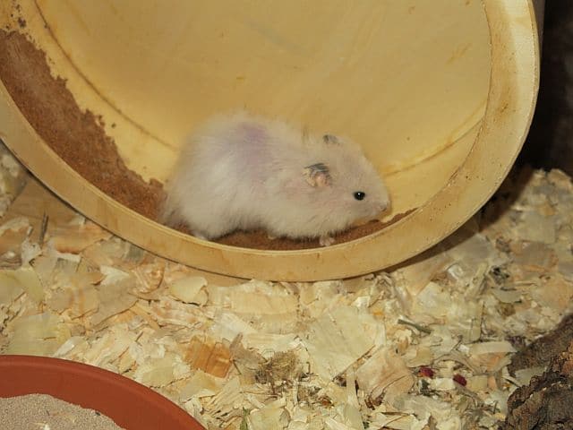 Hamsterhilfe Südwest Teddyhamster im Laufrad