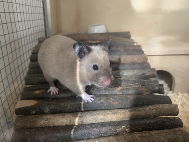 Hamsterhilfe Südwest Bernie