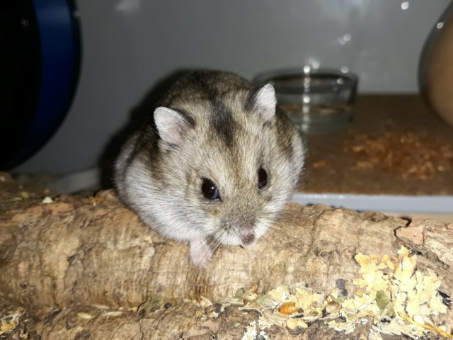 Hamsterhilfe Südwest Zwerghamster